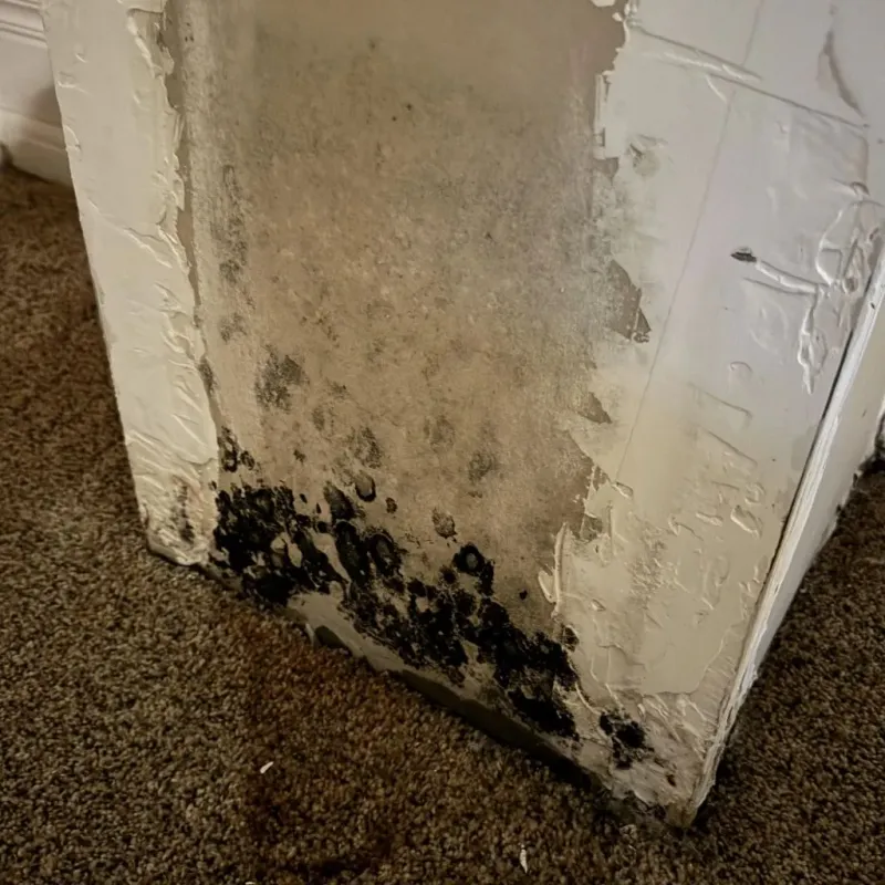 Professional Mold Removal in Easton, CA